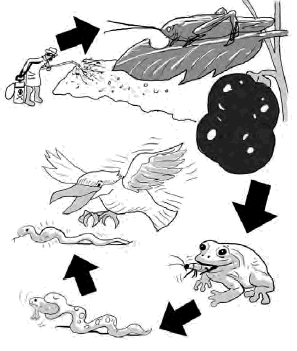An example of a food chain.