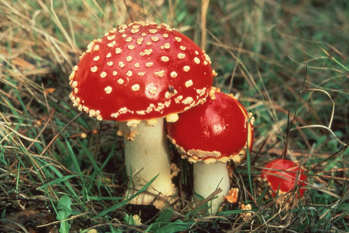 Deadliest Mushrooms