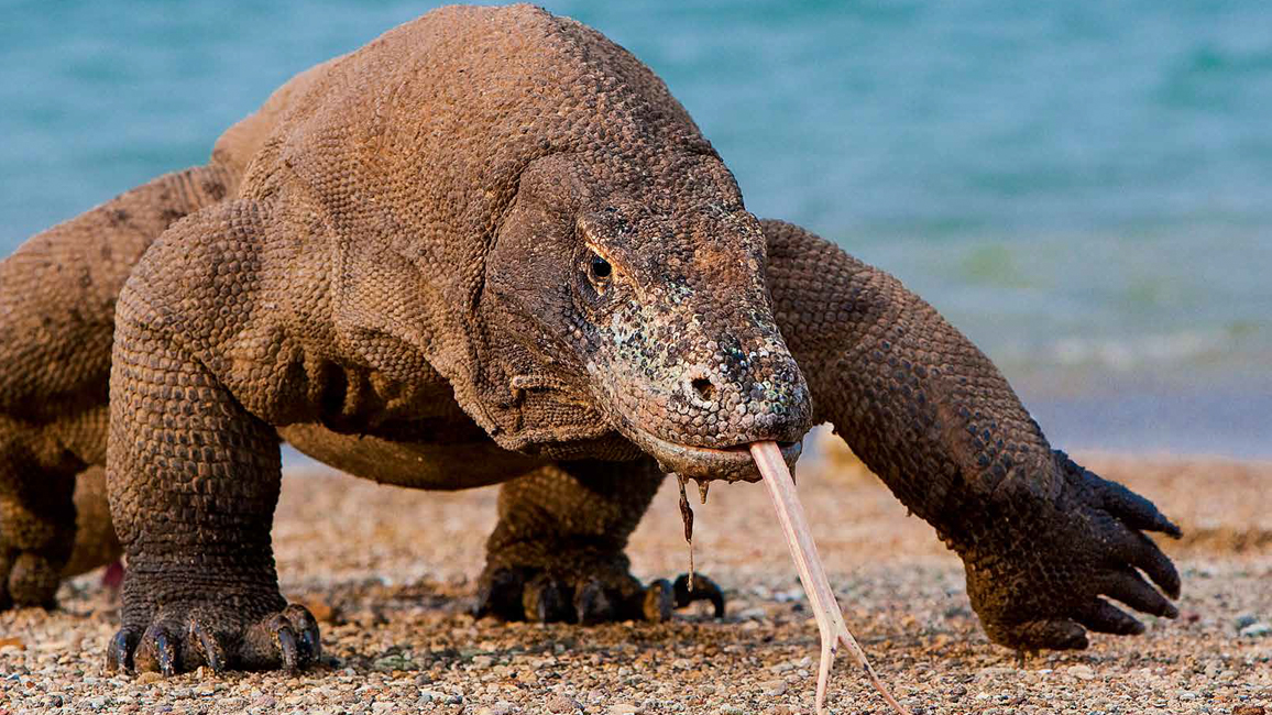 Komodo dragon: Giant venomous Lizards