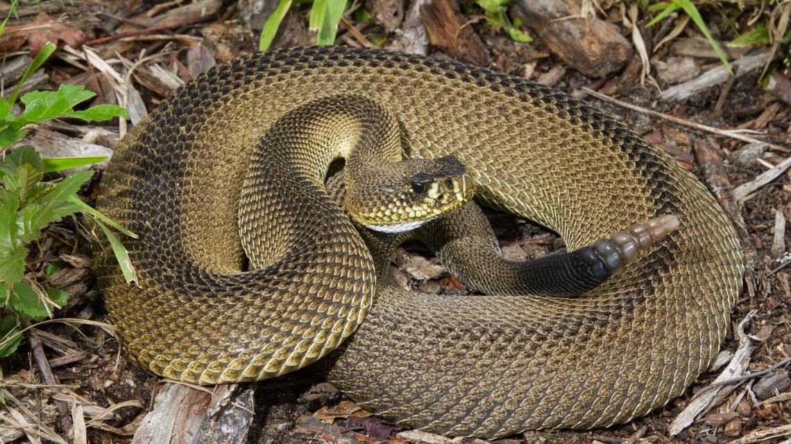 The Most Venomous Snakes in the World