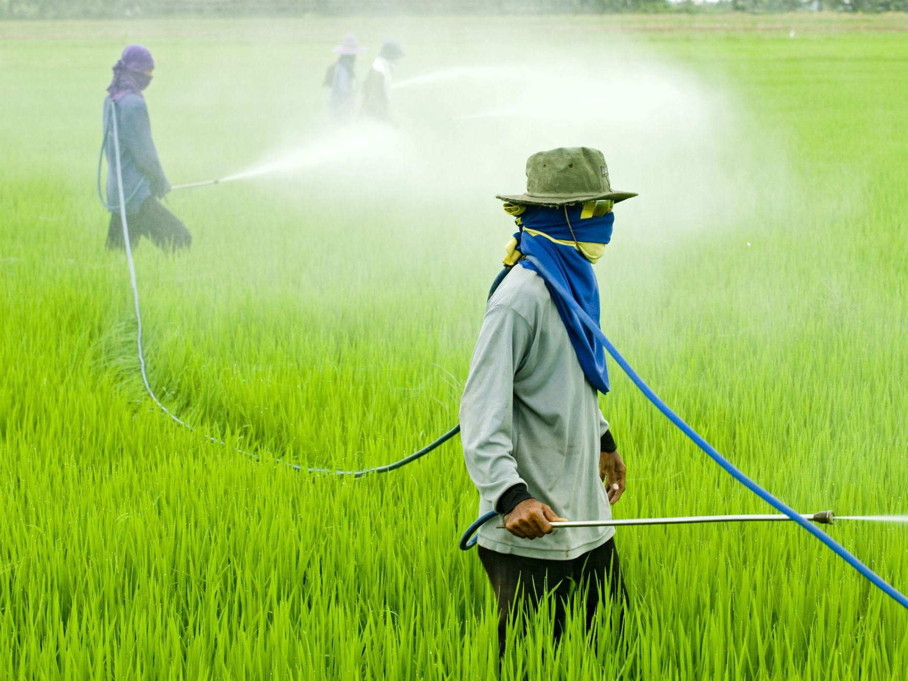 Pesticides & Health effects of pesticides