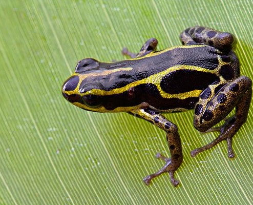 16 Deadly Poison Frogs